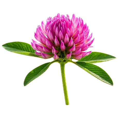 Flor de trébol rojo